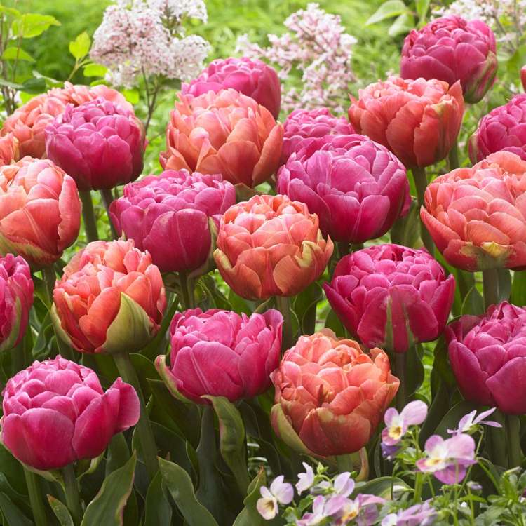 Tulpenmischung 'Pink Champagne'